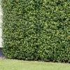 Bloom Buxus Artificial Hedge Screening 4pk -Magic Garden 381711 artificial buxus hedge screening 1mx1m 2
