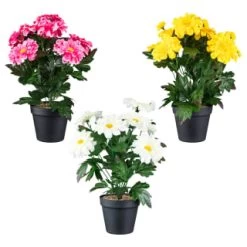 B&M Zinnia Plant Pot - Yellow -Magic Garden 392826 zinnia in pot group