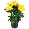 B&M Zinnia Plant Pot - Yellow -Magic Garden 392826 zinnia in pot yellow
