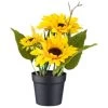 B&M Sunflower Plant Pot -Magic Garden 392959 sunflower