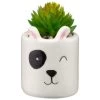B&M Mini Succulent - Panda -Magic Garden 394778 mini panda succulent